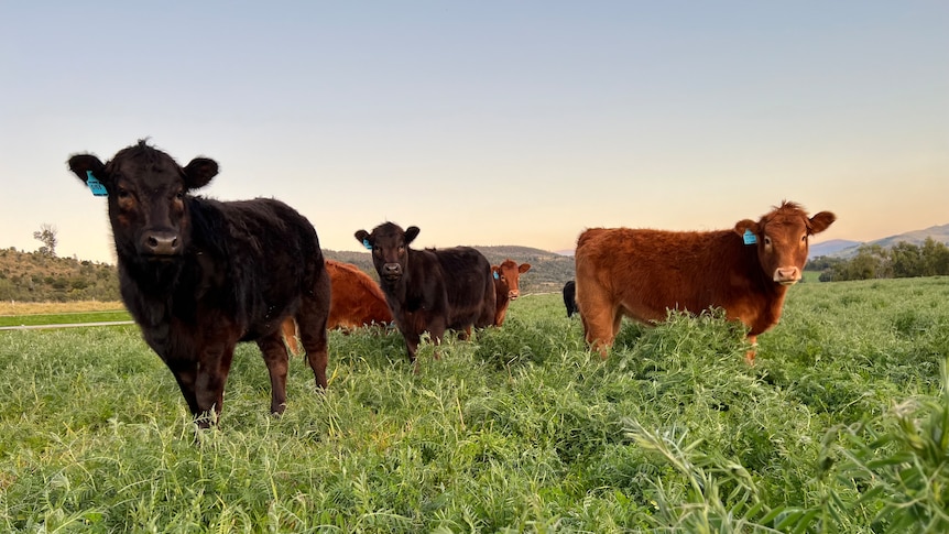 Cattle standing in a grassy paddock