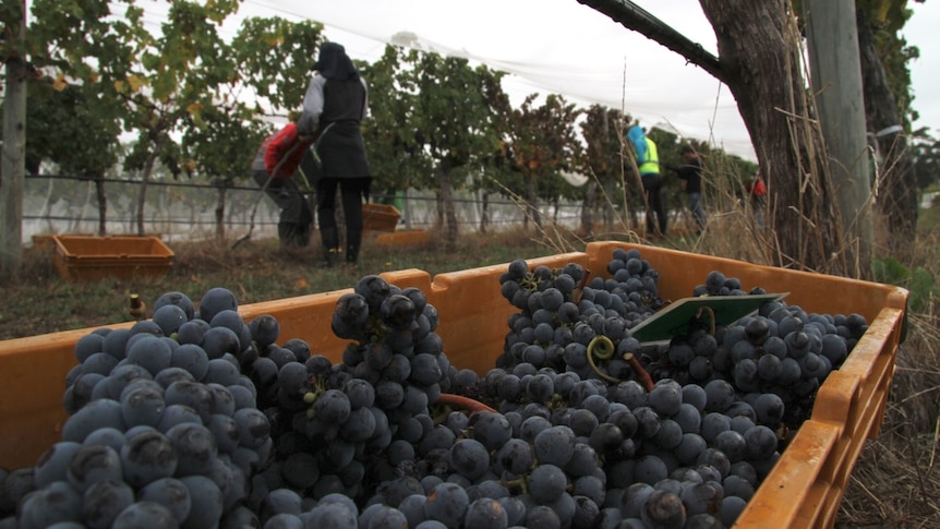 A tub of purple cabernet grapes, in a vineyard