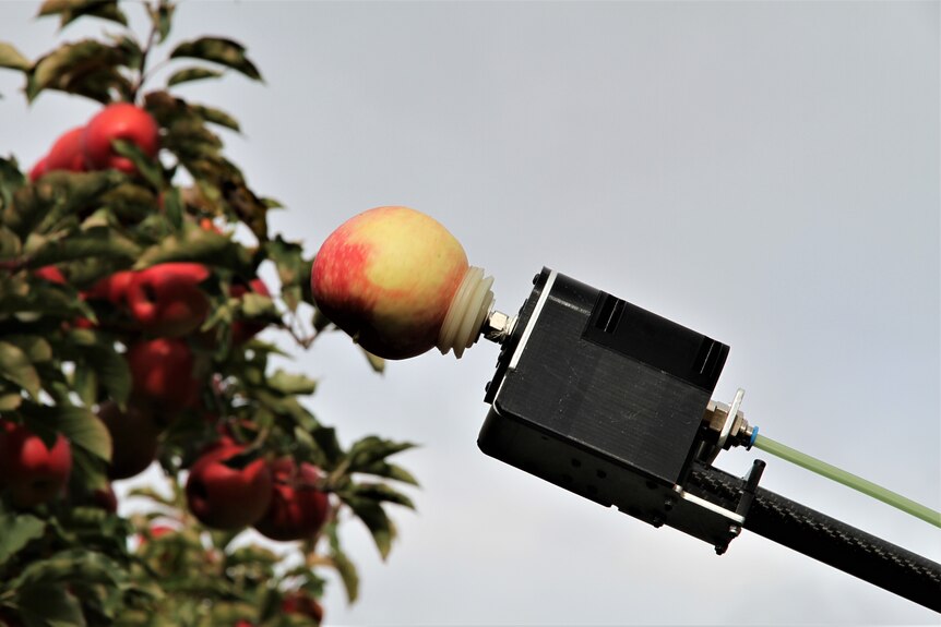 a robot arm picks an apple with a suction cap 
