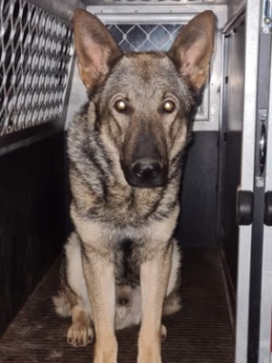 A German shepherd dog in the back of a police wagon.