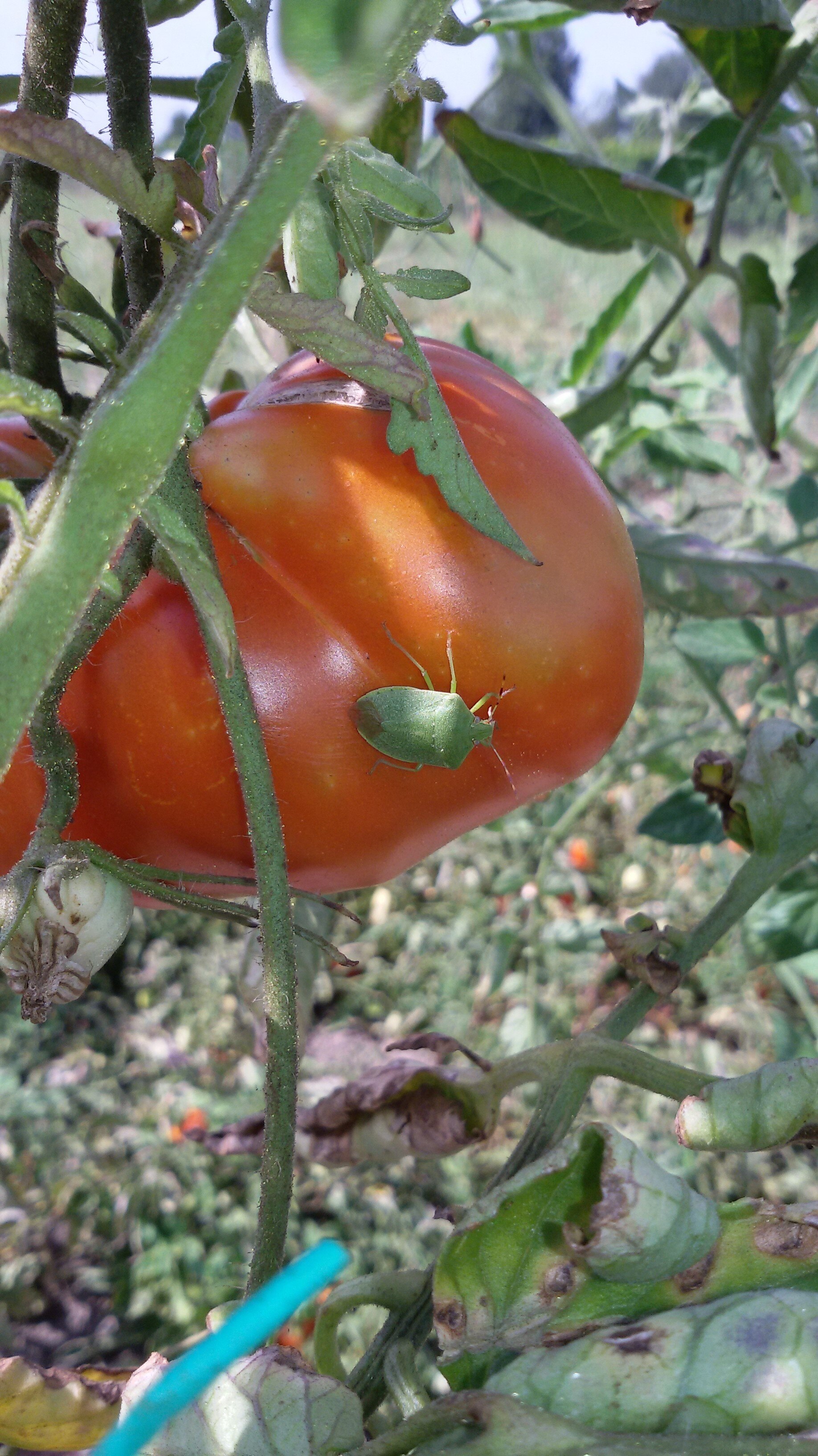 What are these little green bugs eating my tomatoes? episode artwork