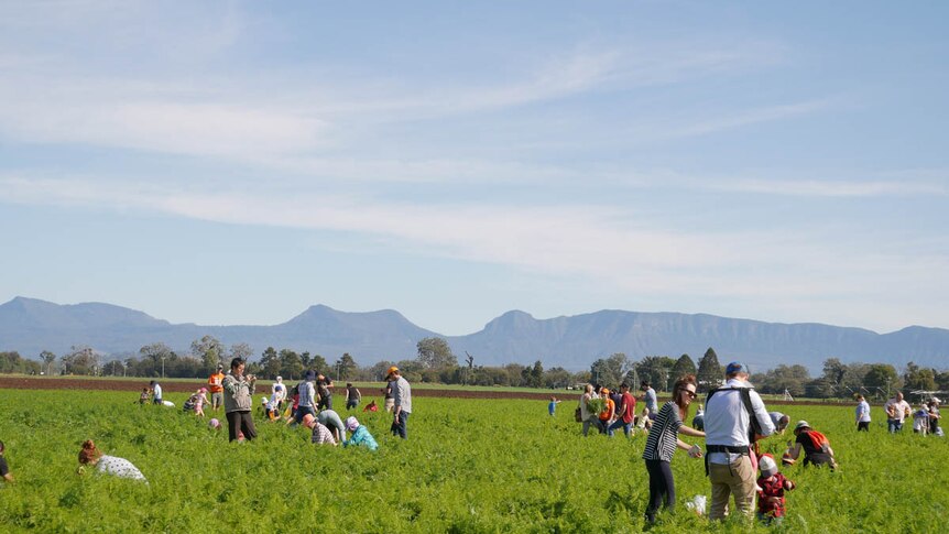 People on a carrot farm picking carrots.