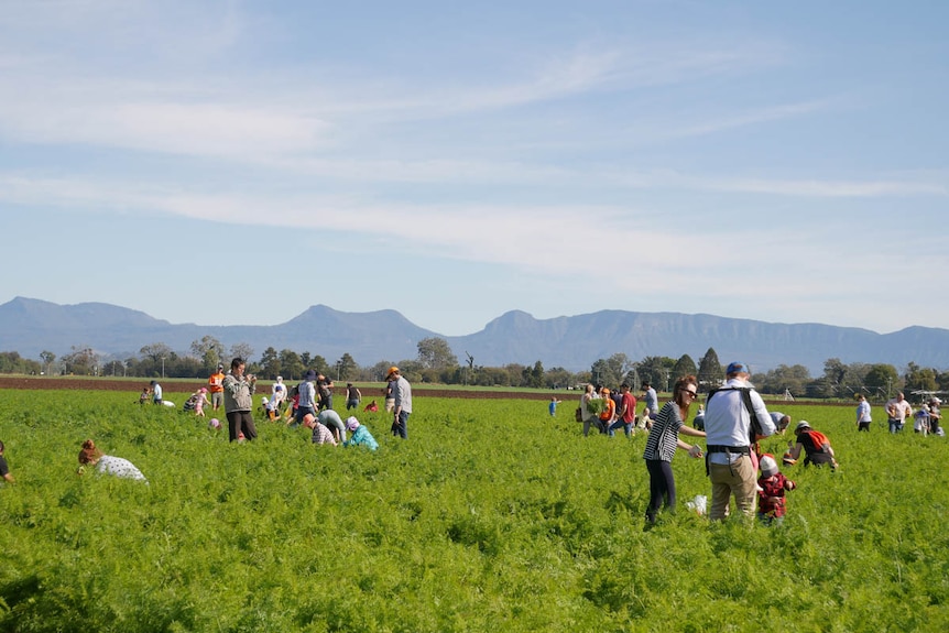 People on a carrot farm picking carrots.