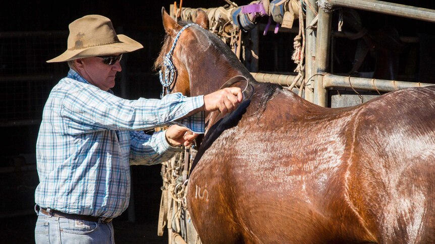 Gerald O'Brien brushes a horse.