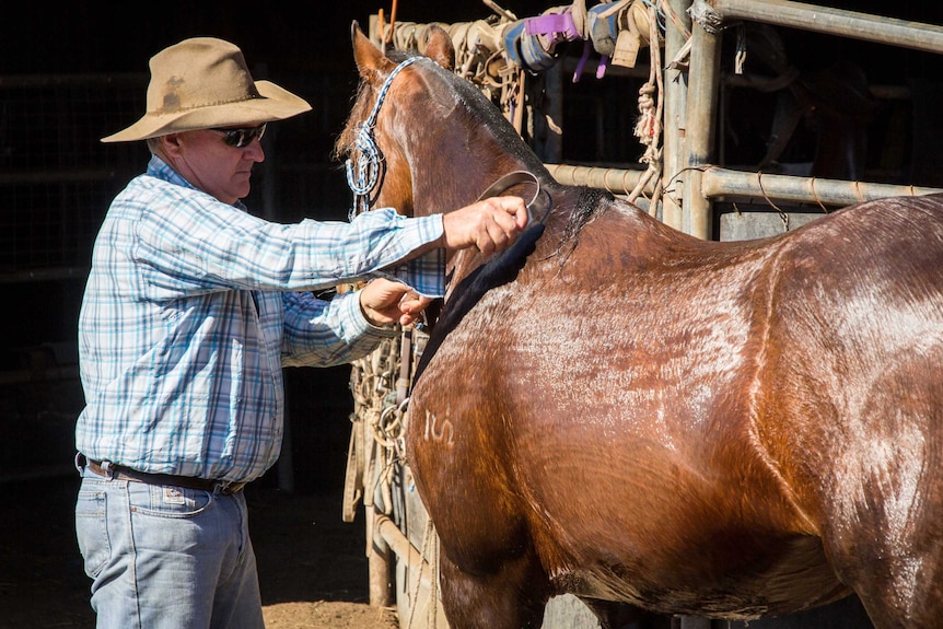 Gerald O'Brien brushes a horse.