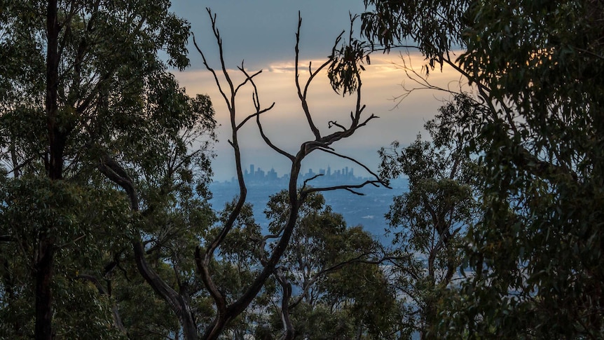 City skyscrapers are visible through a screen of gum trees, including a dead branch.
