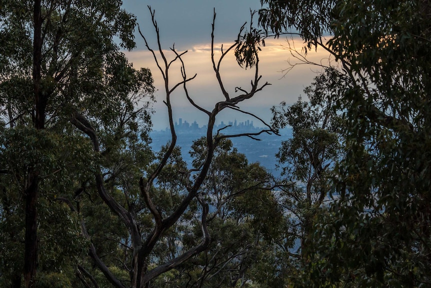 City skyscrapers are visible through a screen of gum trees, including a dead branch.