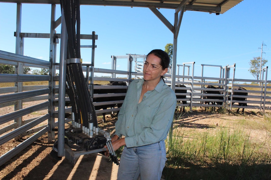 Rob Cook's wife Sarah operates the cattle crush.