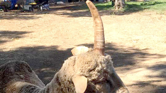 A sheep with a horn coming out of the middle of its head stands on the dirt