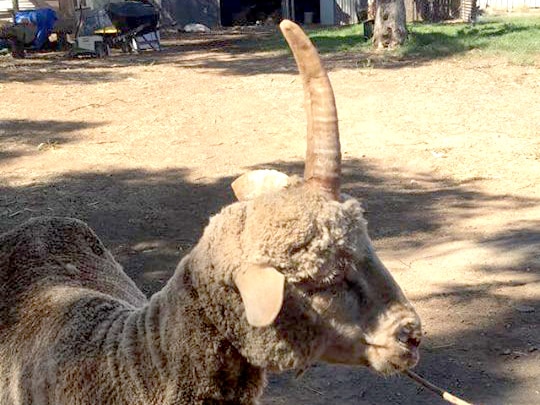 A sheep with a horn coming out of the middle of its head stands on the dirt