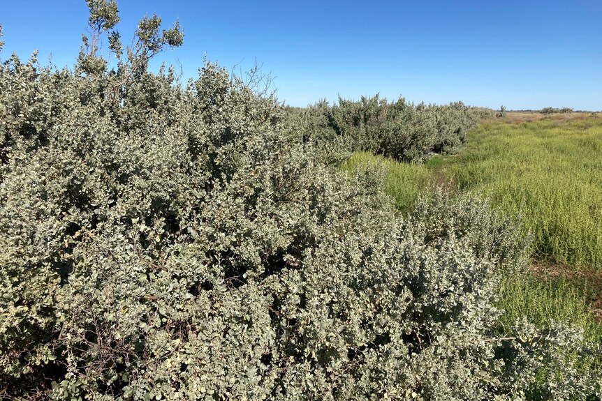 Saltbush plants on a sheep grazing property in south west Queensland