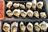 Tasmanian oysters sit on a tray in a shop.