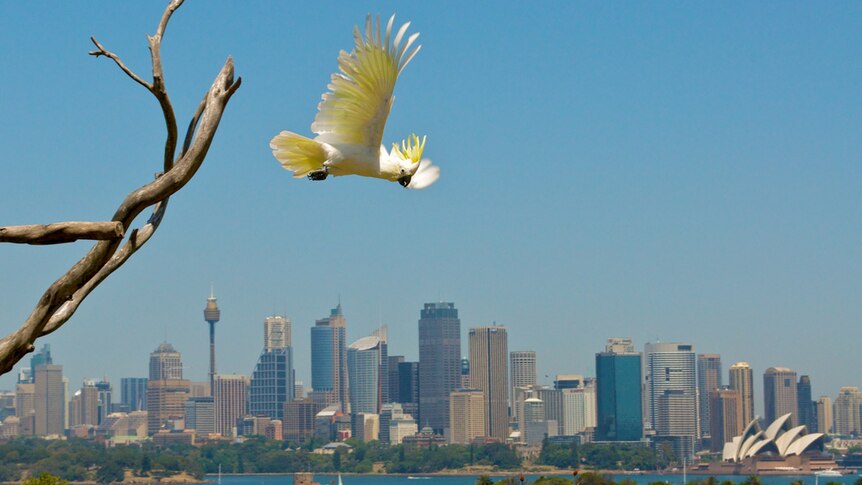 Cockatoo flies with Sydney Harbour in background