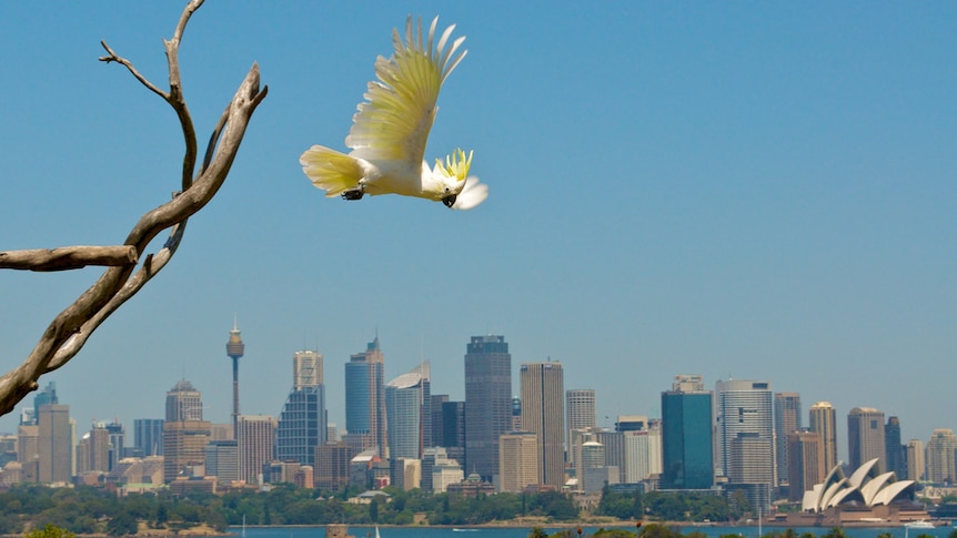 Cockatoo flies with Sydney Harbour in background