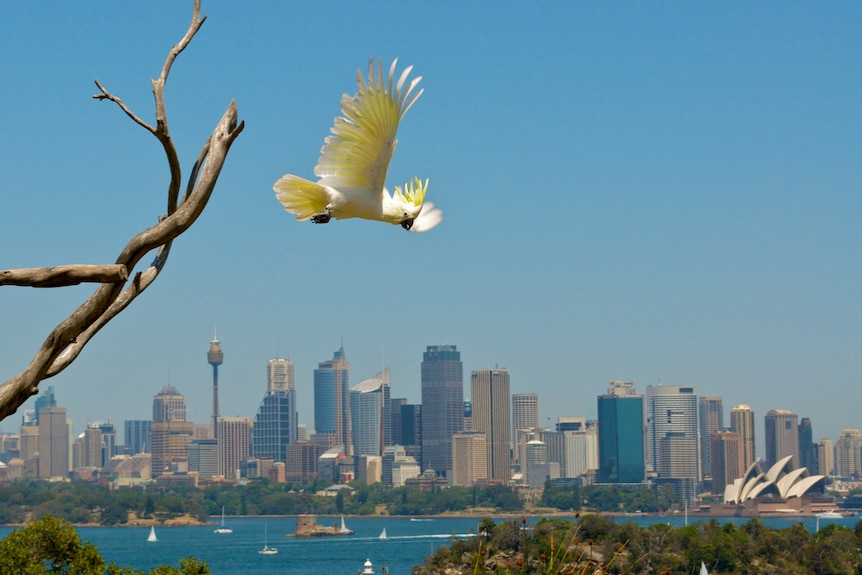 Cockatoo flies with Sydney Harbour in background