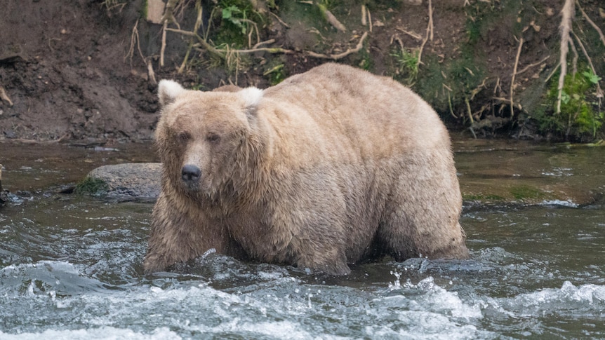 A large brown bear wading through shallow water near a river bank.