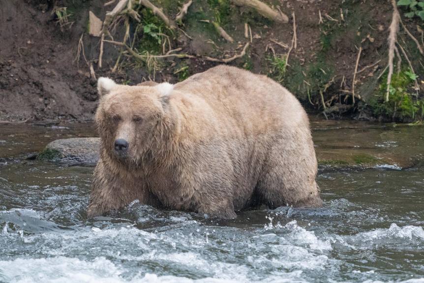 A large brown bear wading through shallow water near a river bank.