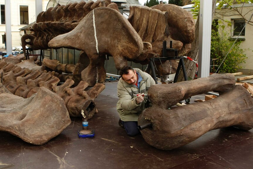 A worker prepares parts of the skeleton of an Argentinosaurus at the Museum Koenig in Germany.