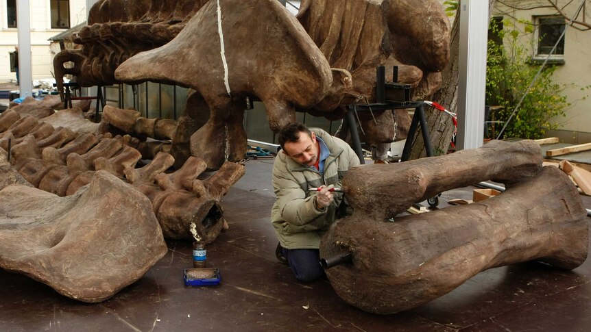 A worker prepares parts of the skeleton of an Argentinosaurus at the Museum Koenig in Germany.