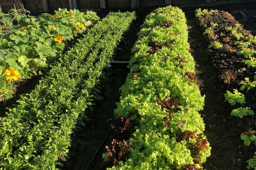 Backyard market garden in Port Macquarie.