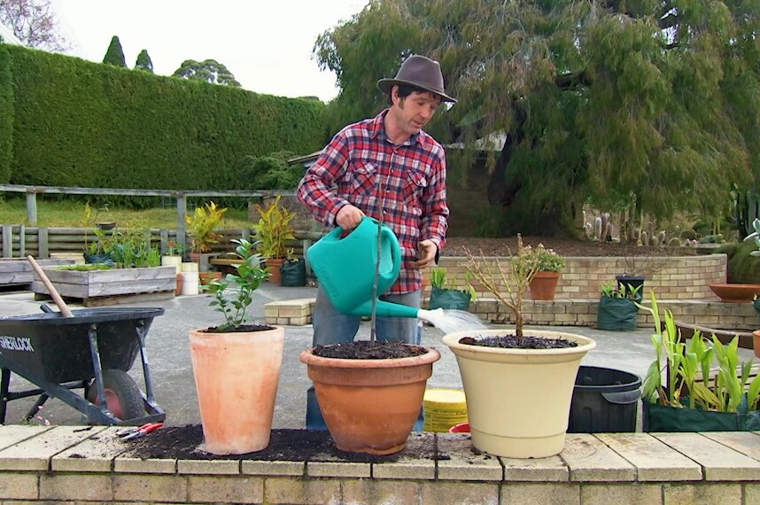 Gardening Australia presenter Tino Carnevale watering plants in three pots in front of him illustrating our episode recap.