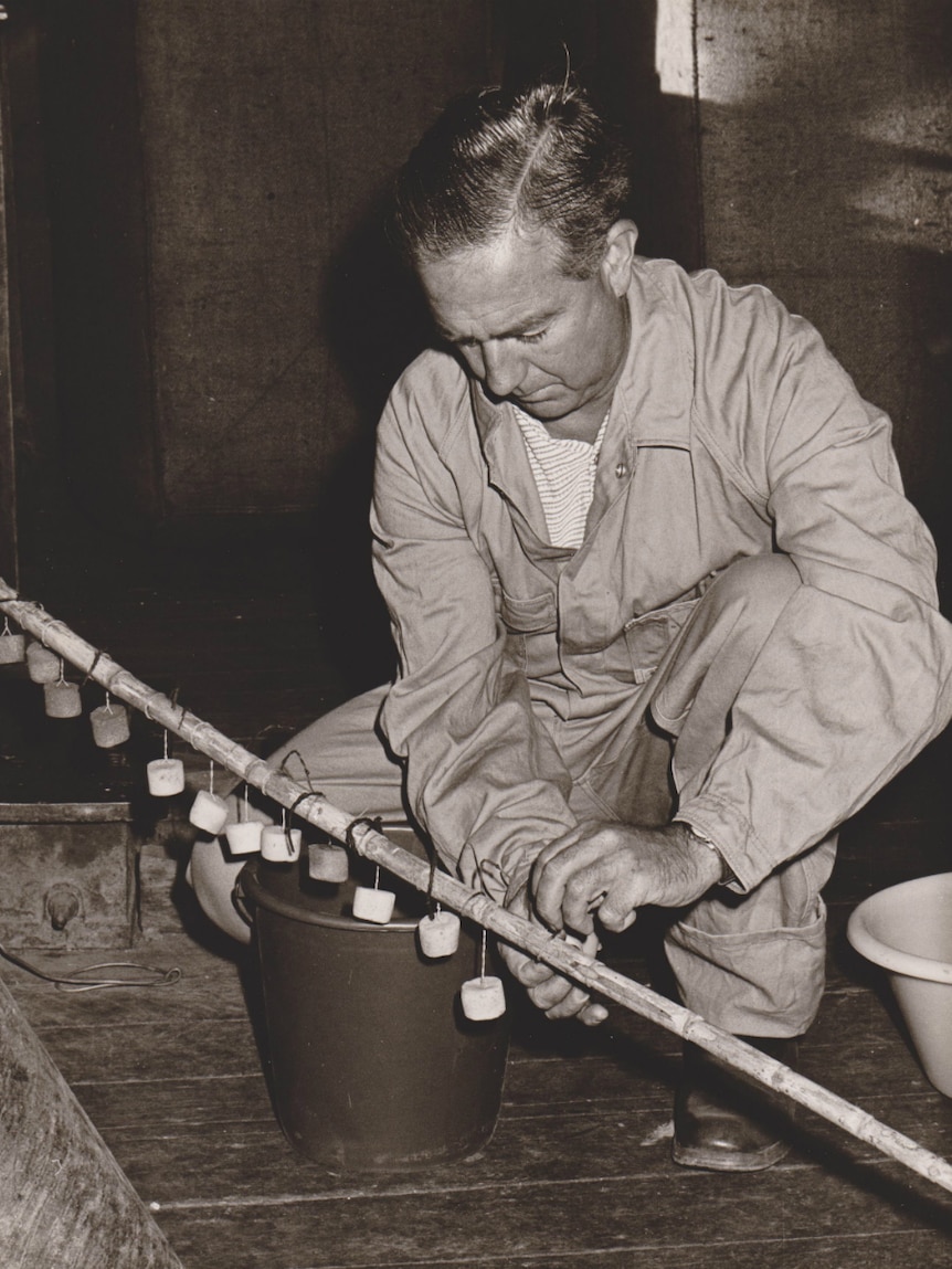 Professor Terry Robinson, head of animal husbandry at the University of Sydney, handles home-made sheep pessaries.