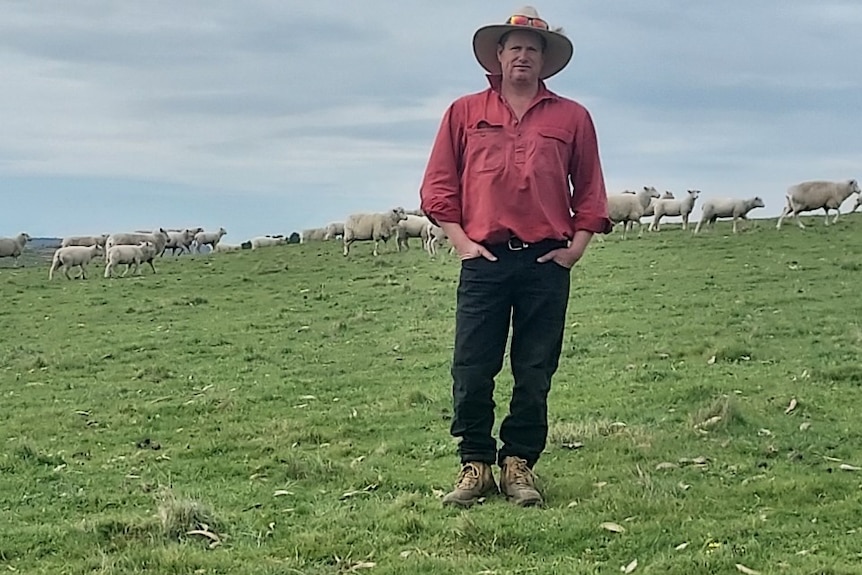 a man in jeans and red shirt stands with hands in pocket in green paddock with sheep in the background.