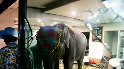 Pachyderm pandemonium: A Seoul restaurant is using the rampage of escaped elephants to its advantage.