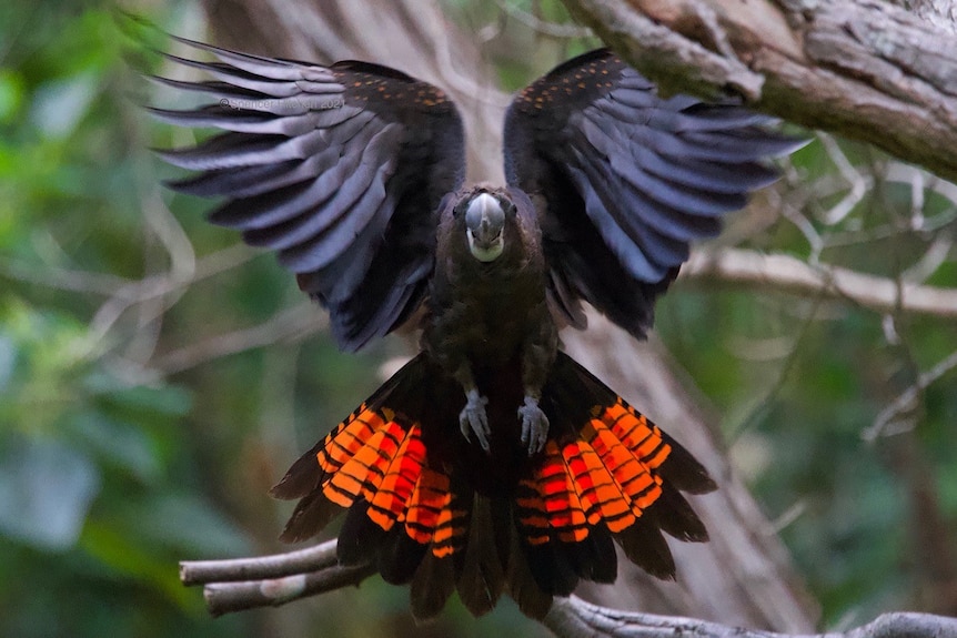 A cockatoo flies in the direction of the camera