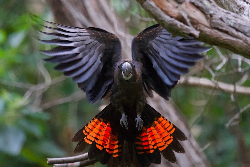 A glossy cockatoo closeup in flight.