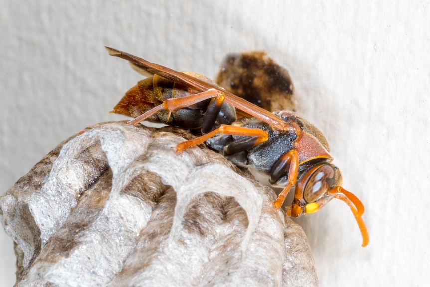A large wasp sitting on its next, which looks like it is made of white paper.