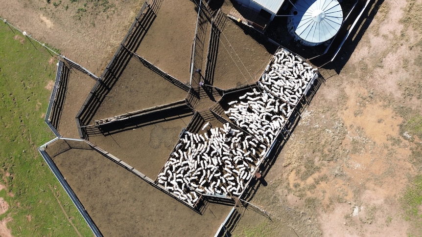 A pen full of merino sheep seen from the air in a drone shot.