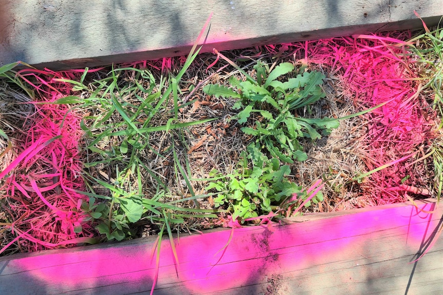 A patch of grass marked out in pink spray paint