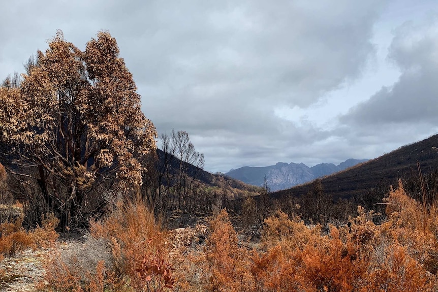 Burnt bush near Gordon River Road