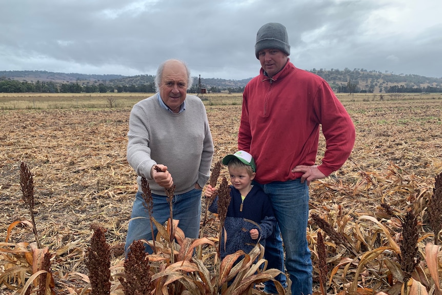 Two men and a boy standing in a crop, holding the stalk of a plant.