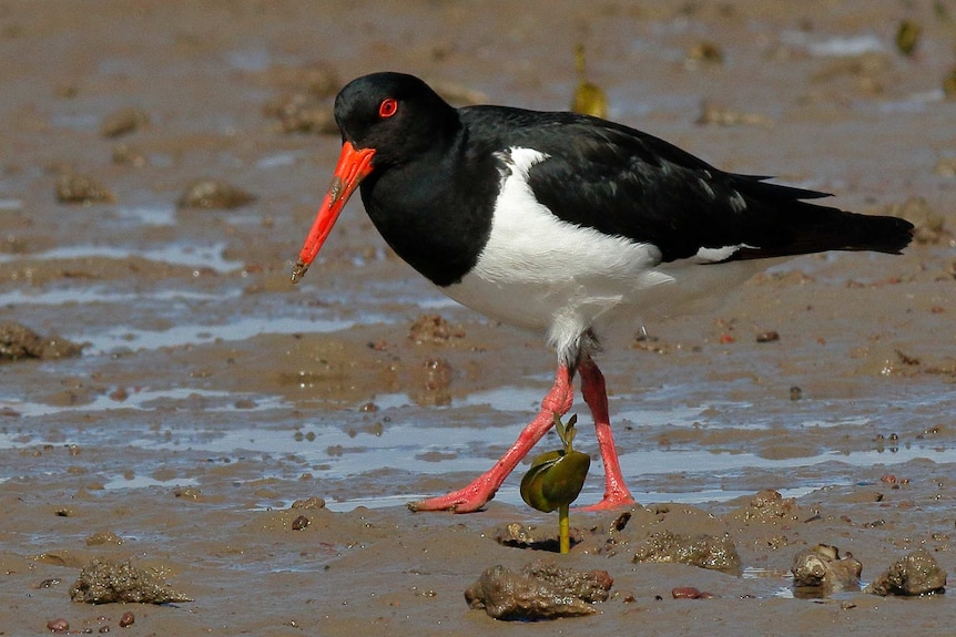 Pied Oystercatcher G.j. Walter Park Cleveland QLD.