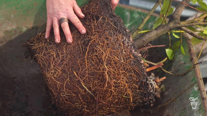 Root ball with roots tightly wrapped around soil