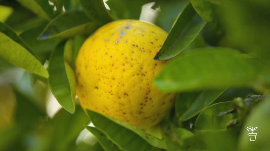 Lemon on tree covered in small brown spots