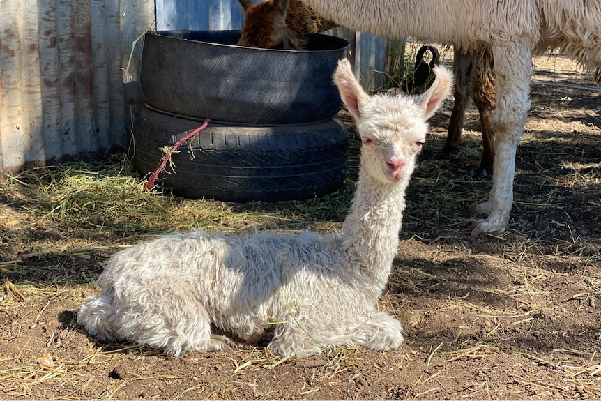 Baby alpaca 