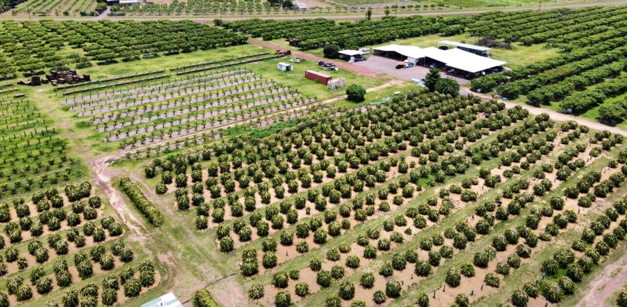 aerial image of a mango farm 