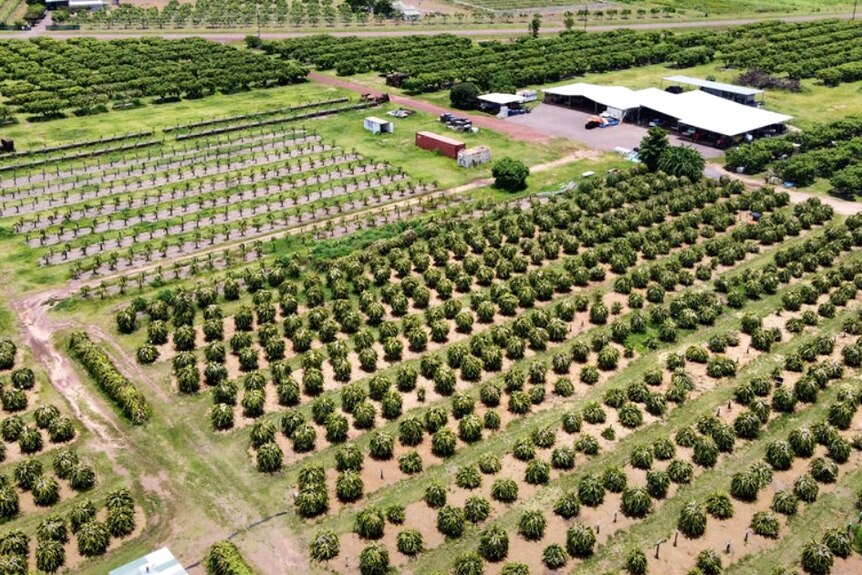 an aerial image of a mango farm