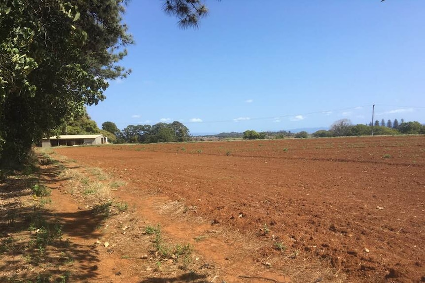 A vacant, red-earthed block of land with trees at the border