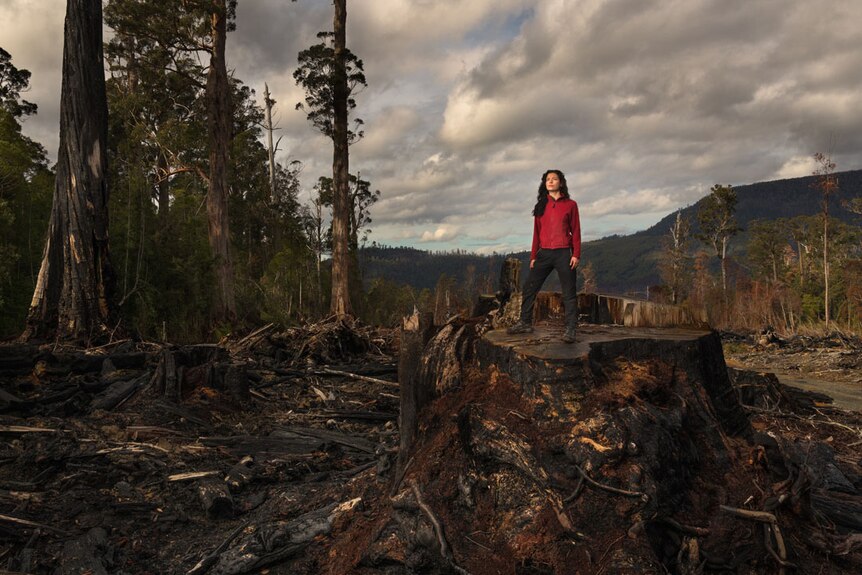 A woman wearing a red top stands on a large tree stump in a forest where other trees have also been cut down