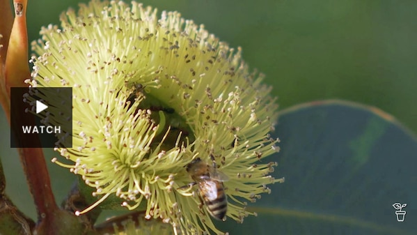 A yellow mallee flower with a bee collecting pollen. Has Video.