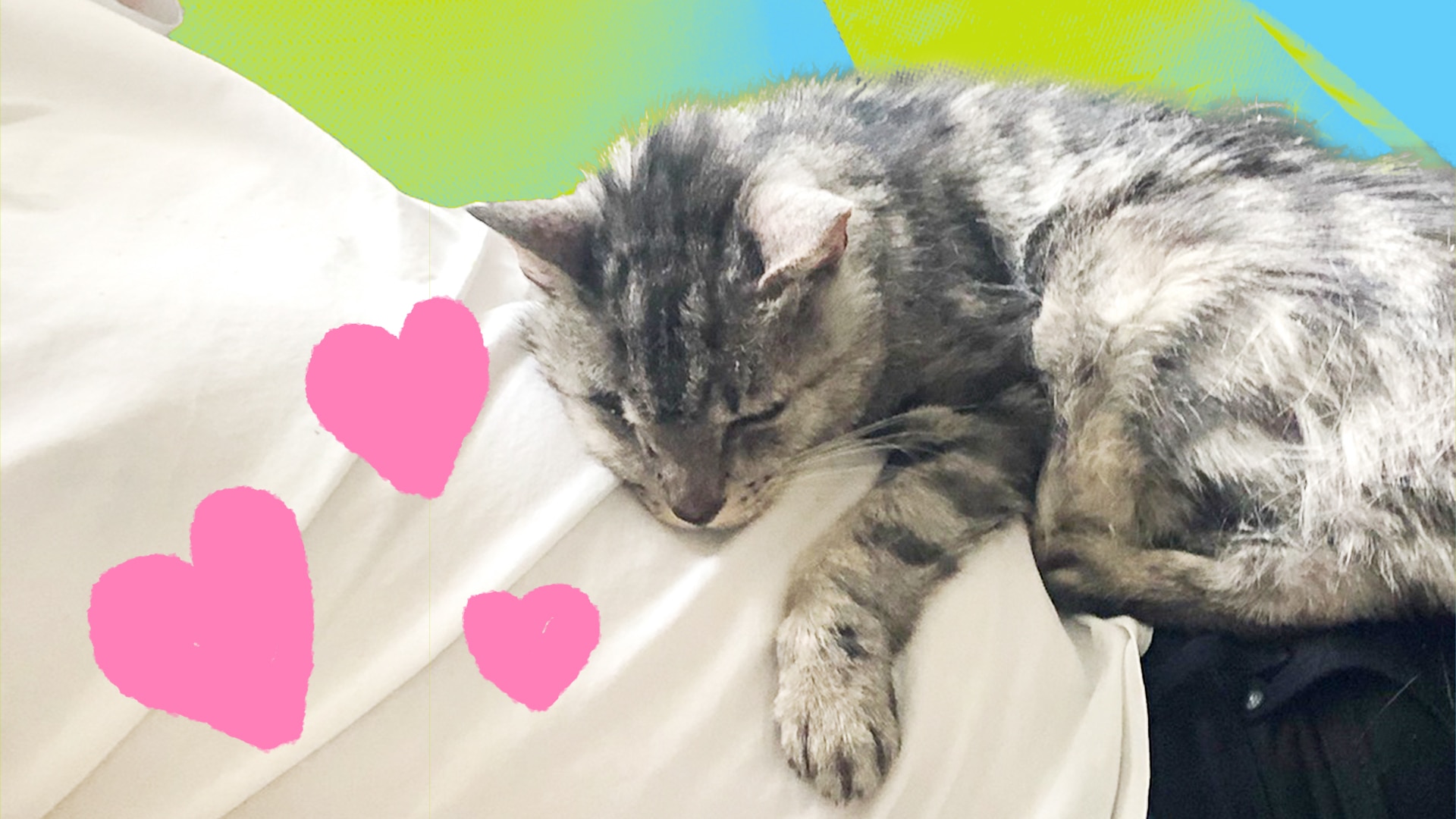 We adopted our cat Tigger when he was already 13 years old - Vimarsana News