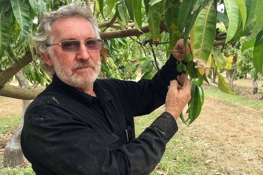 A close up of Dale Williams in a black shirt holding small mangoes in his hands which hand from a branch.