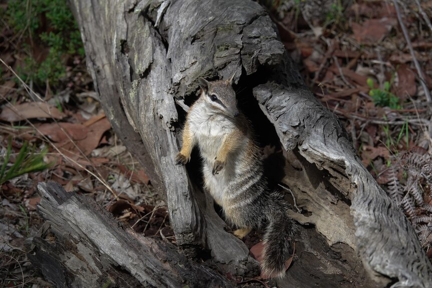 Un numbat dans un arbre creux.