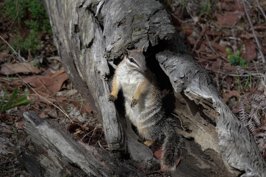 A numbat in a tree hollow.