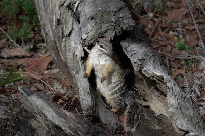 Un numbat dans un arbre creux.