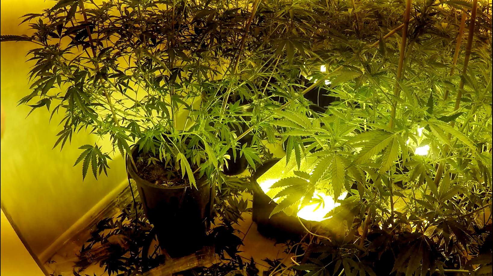 聚焦 我们该如何科学地看待大麻在澳大利亚合法化的争议 Abc News